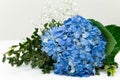 Bouquet of blue Hydrangea macrophylla flowers, bigleaf hydrangea Royalty Free Stock Photo