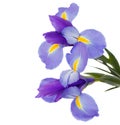 Bouquet of blue irises Royalty Free Stock Photo