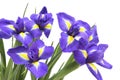 Bouquet of blue irises on white background