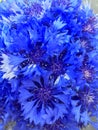 A bouquet of blue knapweed flowers on blue backdrop. Seasonal wild bluet flowers. Beautiful wild bluet flower. Seasonal wild