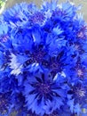 A bouquet of blue knapweed flowers on blue backdrop. Seasonal wild bluet flowers. Beautiful wild bluet flower. Seasonal wild