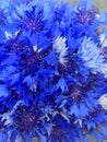A bouquet of blue knapweed flowers on blue backdrop. Seasonal wild bluet flowers. Beautiful wild bluet flower. Seasonal wild