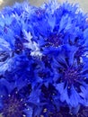 A bouquet of blue knapweed flowers on blue backdrop. Seasonal wild bluet flowers. Beautiful wild bluet flower. Seasonal wild