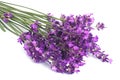 Bouquet of blue lavender flowers isolated on white Royalty Free Stock Photo