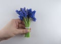 Bouquet of blue Muscari in a girl hand. Spring flowers. White background Royalty Free Stock Photo