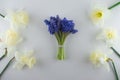 Bouquet of blue Muscari and narcissus. Spring flowers. White background Royalty Free Stock Photo