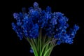 Bouquet of blue Muscari. Spring flowers. Black background Royalty Free Stock Photo