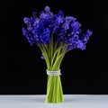 Bouquet of blue Muscari. Spring flowers. Black and white background Royalty Free Stock Photo