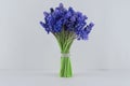 Bouquet of blue Muscari. Spring flowers. White background Royalty Free Stock Photo