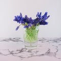 Bouquet of blue Muscari. Spring flowers. White and marble background Royalty Free Stock Photo