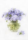 Bouquet of blue periwinkle flowers