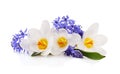 Bouquet of blue primrose and white crocuses Royalty Free Stock Photo