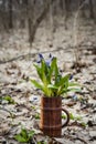 Bouquet blue prolesok in a wooden wine glass on the background of the spring woods Royalty Free Stock Photo