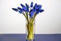 Bouquet of blue spring flowers Grape Hyacinths Royalty Free Stock Photo