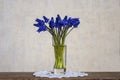 Bouquet of blue spring flowers Grape Hyacinths Royalty Free Stock Photo