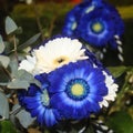 Bouquet of blue and white gerbera flowers mixed together