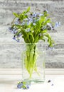 Bouquet of blue wild forget-me-not flowers. Royalty Free Stock Photo