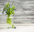 Bouquet of blue wild forget-me-not flowers Royalty Free Stock Photo