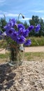 Bouquet of blue wildflowers Royalty Free Stock Photo