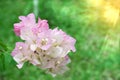 The bouquet of Bougainvillea hybrida or Paper flower