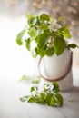 A bouquet of branches of a blossoming apple tree stands in a white vase on the table. Royalty Free Stock Photo