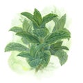 Bouquet of branches of green medicinal mint on a watercolor background. Watercolor illustration of fresh fragrant green