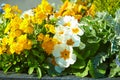 A bouquet of bright color primrose in spring. Blurred Primrose primula vulgaris blossom. Yellow and orange flower. Royalty Free Stock Photo