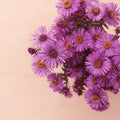 bright cute autumn asters in purple color Royalty Free Stock Photo