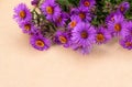 bright cute autumn asters in purple color Royalty Free Stock Photo