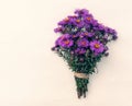 bright cute autumn asters in purple color Royalty Free Stock Photo