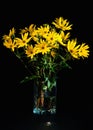 Bouquet of bright fresh yellow flowers on black background. Jerusalem artichoke flowers in glass transparent vase Royalty Free Stock Photo