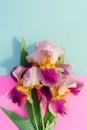 Bouquet of bright irises on a colored pink and blue background w