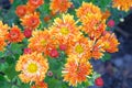 Bouquet of bright orange chrysanthemum flowers. Chrysanthemum (Hardy Mums) flowers in botanical garden. Close up Royalty Free Stock Photo