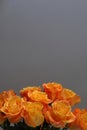 Bouquet of orange roses on a gray background with copyspace Royalty Free Stock Photo