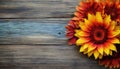 Bouquet of bright orange and yellow sunflowers on wooden background Royalty Free Stock Photo