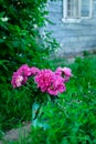 Bouquet of bright pink peonies in milk can on a path, blue wooden house wall in the background Royalty Free Stock Photo