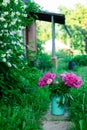 Bouquet of bright pink peonies in milk can on a path leading to porch of a house, garden view Royalty Free Stock Photo