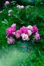 Bouquet of bright pink peonies in milk can standing in grass near peony bush Royalty Free Stock Photo