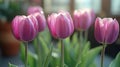 A bouquet of bright pink tulips in a ceramic pot, ready for display Royalty Free Stock Photo