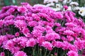 Bouquet of bright purple chrysanthemum flowers. Chrysanthemum (Hardy Mums) flowers in botanical garden. Close up Royalty Free Stock Photo