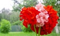 A bouquet of bright red and pink geranium flowers stand in the garden on a green lawn Royalty Free Stock Photo