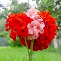 A bouquet of bright red and pink geranium flowers stand in the garden on a green lawn Royalty Free Stock Photo