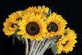 Bouquet of bright sunflowers against black background Royalty Free Stock Photo