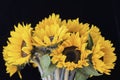 Bouquet of bright sunflowers on a black background Royalty Free Stock Photo