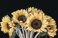 Bouquet of bright sunflowers against black background in vintage style Royalty Free Stock Photo