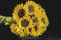 Bouquet of bright sunflowers close-up on black background Royalty Free Stock Photo