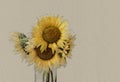 Bouquet of bright sunflowers in vase.