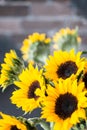 Bouquet of bright sunflowers on a wooden table. Royalty Free Stock Photo