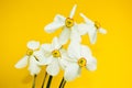 Bouquet of bright white narcissus on a yellow background, close-up, concept. daffodil
