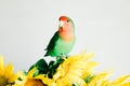 Bouquet of bright yellow sunflower flowers with a lovebird parrot in a retro vase on a white background Royalty Free Stock Photo